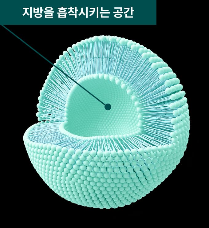 알파사이클로덱스트린 구조 - 지방을 흡착시키는 공간