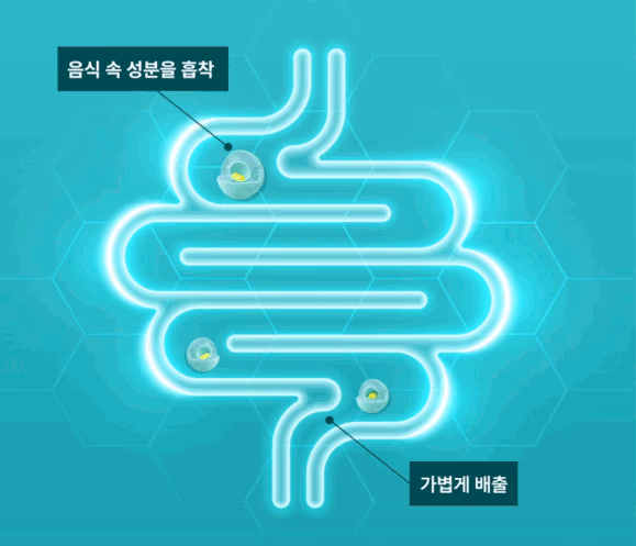 알파 식이섬유가 음식 속 성분을 흡착하고 가볍게 배출하는 과정
